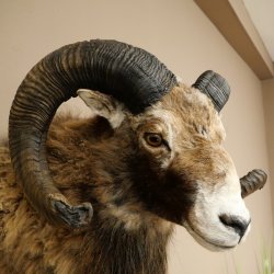 Mouflon + bélier Longueur des cornes : 76 + 64 cm Tête empaillée avec cornes 95.205.5