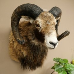 Mouflon + bélier Longueur des cornes : 76 + 64 cm Tête empaillée avec cornes 95.205.5