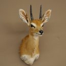 Steinböckchen (Raphicerus campestris) HL 10 cm Kopf Präparat Haupt Antilope Afrika 95.14.28