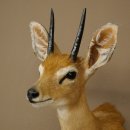 Steinböckchen (Raphicerus campestris) HL 10 cm Kopf Präparat Haupt Antilope Afrika 95.14.28