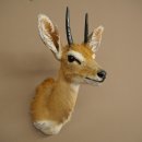 Steinböckchen (Raphicerus campestris) HL 10 cm Kopf Präparat Haupt Antilope Afrika 95.14.28