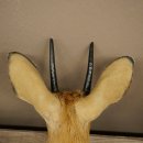 Steinböckchen (Raphicerus campestris) HL 10 cm Kopf Präparat Haupt Antilope Afrika 95.14.28