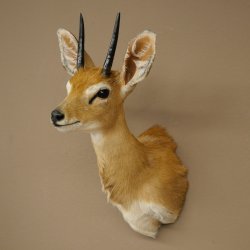 Steinböckchen (Raphicerus campestris) HL 10 cm Kopf Präparat Haupt Antilope Afrika 95.14.28