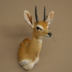 Steinböckchen (Raphicerus campestris) HL 10 cm Kopf Präparat Haupt Antilope Afrika 95.14.28