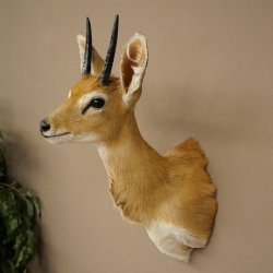 Steinböckchen (Raphicerus campestris) HL 10 cm Kopf Präparat Haupt Antilope Afrika 95.14.28