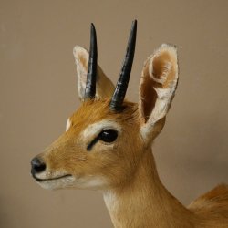 Steinböckchen (Raphicerus campestris) HL 10 cm Kopf Präparat Haupt Antilope Afrika 95.14.28