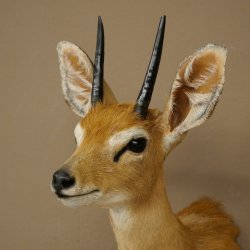 Steinböckchen (Raphicerus campestris) HL 10 cm Kopf Präparat Haupt Antilope Afrika 95.14.28