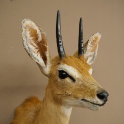 Steinböckchen (Raphicerus campestris) HL 10 cm Kopf Präparat Haupt Antilope Afrika 95.14.28