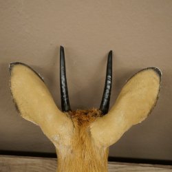 Steinböckchen (Raphicerus campestris) HL 10 cm Kopf Präparat Haupt Antilope Afrika 95.14.28