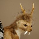 Martre Wolpertinger avec bois de cerf Barre Wolpi Préparation bois de chevreuil et dents Hauteur 47 cm 86.10.19