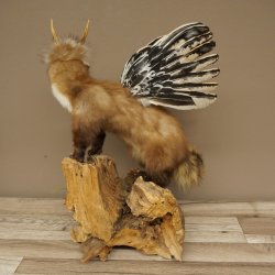 Martre Wolpertinger avec bois de cerf Barre Wolpi Préparation bois de chevreuil et dents Hauteur 47 cm 86.10.19