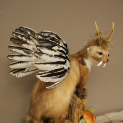 Martre Wolpertinger avec bois de cerf Barre Wolpi Préparation bois de chevreuil et dents Hauteur 47 cm 86.10.19