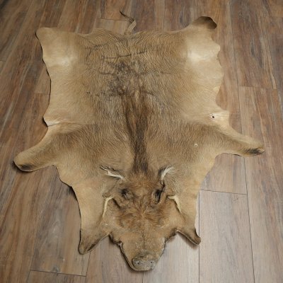 Warthog Fur Rug, 149 cm Long, African Warthog Rug