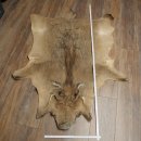 Warthog Fur Rug, 149 cm Long, African Warthog Rug