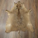 Warthog Fur Rug, 149 cm Long, African Warthog Rug