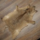 Warthog Fur Rug, 149 cm Long, African Warthog Rug