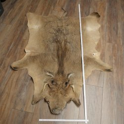 Warthog Fur Rug, 149 cm Long, African Warthog Rug