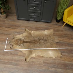 Warthog Fur Rug, 149 cm Long, African Warthog Rug