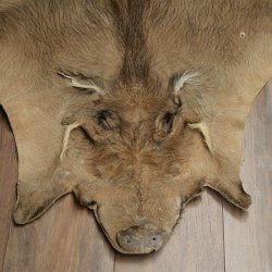 Warthog Fur Rug, 149 cm Long, African Warthog Rug