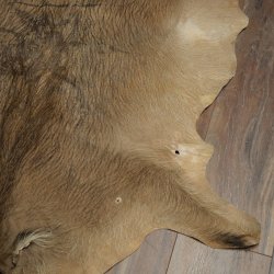 Warthog Fur Rug, 149 cm Long, African Warthog Rug