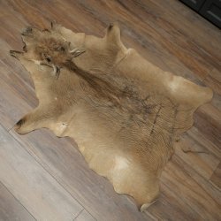Warthog Fur Rug, 149 cm Long, African Warthog Rug