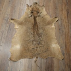 Warthog Fur Rug, 149 cm Long, African Warthog Rug