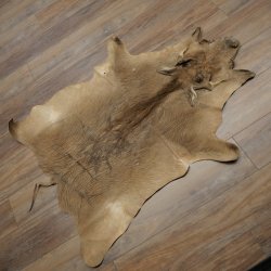Warthog Fur Rug, 149 cm Long, African Warthog Rug