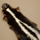 Skunk Fur Striped Skunk (Mephitis) Runner Rug 87.50.20