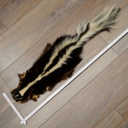 Skunk Fur Striped Skunk (Mephitis) Runner Rug 87.50.20