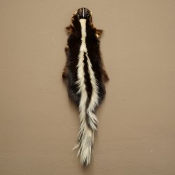 Skunk Fur Striped Skunk (Mephitis) Runner Rug 87.50.20