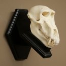 Berenbaviaan Baboon Schedel Aap Lengte 22 cm Baviaan met certificaat van herkomst