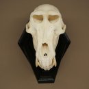 Berenbaviaan Baboon Schedel Aap Lengte 22 cm Baviaan met certificaat van herkomst
