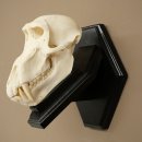 Berenbaviaan Baboon Schedel Aap Lengte 22 cm Baviaan met certificaat van herkomst