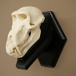 Berenbaviaan Baboon Schedel Aap Lengte 22 cm Baviaan met certificaat van herkomst
