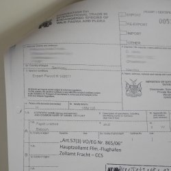 Berenbaviaan Baboon Schedel Aap Lengte 22 cm Baviaan met certificaat van herkomst