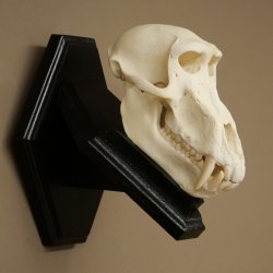 Berenbaviaan Baboon Schedel Aap Lengte 22 cm Baviaan met certificaat van herkomst