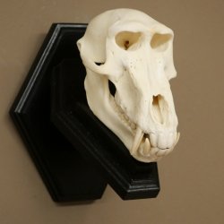 Berenbaviaan Baboon Schedel Aap Lengte 22 cm Baviaan met certificaat van herkomst