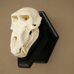 Berenbaviaan Baboon Schedel Aap Lengte 22 cm Baviaan met certificaat van herkomst