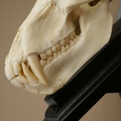 Berenbaviaan Baboon Schedel Aap Lengte 22 cm Baviaan met certificaat van herkomst