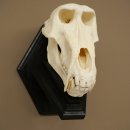 Berenbaviaan Baboon Schedel Aap Lengte 22 cm Baviaan met certificaat van herkomst