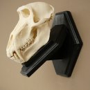 Berenbaviaan Baboon Schedel Aap Lengte 22 cm Baviaan met certificaat van herkomst