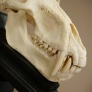 Berenbaviaan Baboon Schedel Aap Lengte 22 cm Baviaan met certificaat van herkomst