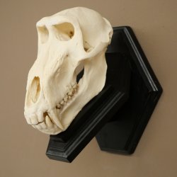 Berenbaviaan Baboon Schedel Aap Lengte 22 cm Baviaan met certificaat van herkomst