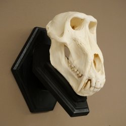 Berenbaviaan Baboon Schedel Aap Lengte 22 cm Baviaan met certificaat van herkomst