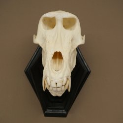 Berenbaviaan Baboon Schedel Aap Lengte 22 cm Baviaan met certificaat van herkomst