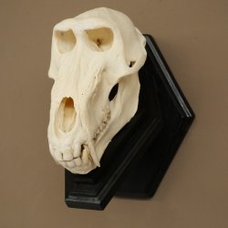 Berenbaviaan Baboon Schedel Aap Lengte 22 cm Baviaan met certificaat van herkomst