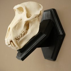 Berenbaviaan Baboon Schedel Aap Lengte 22 cm Baviaan met certificaat van herkomst