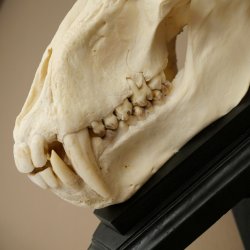Berenbaviaan Baboon Schedel Aap Lengte 22 cm Baviaan met certificaat van herkomst