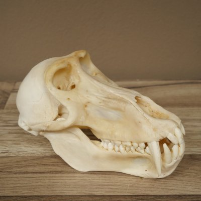 Babbuino Babbuino Teschio Scimmia Lunghezza 22 cm Babbuino con certificato di provenienza