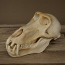 Crâne de babouin babouin longueur 22 cm Babouin...